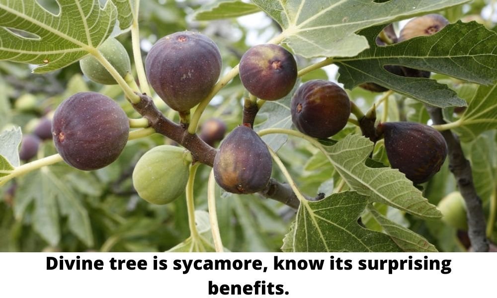 Divine tree is sycamore, know its surprising benefits.