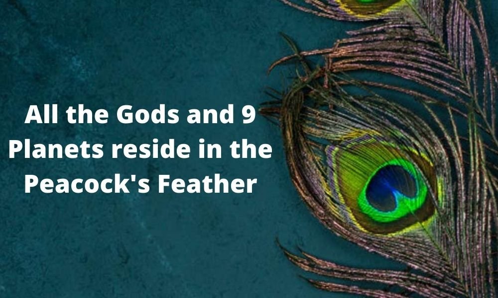 In Peacock feather all the Gods and 9 planets resides.