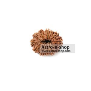 Twelve Faced Rudraksha