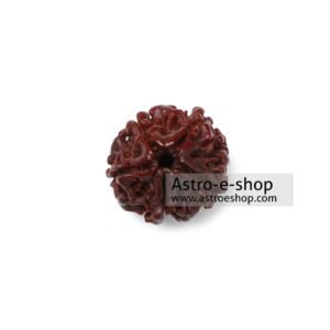 Five Faced Rudraksha