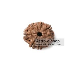 Nine Faced Rudraksha