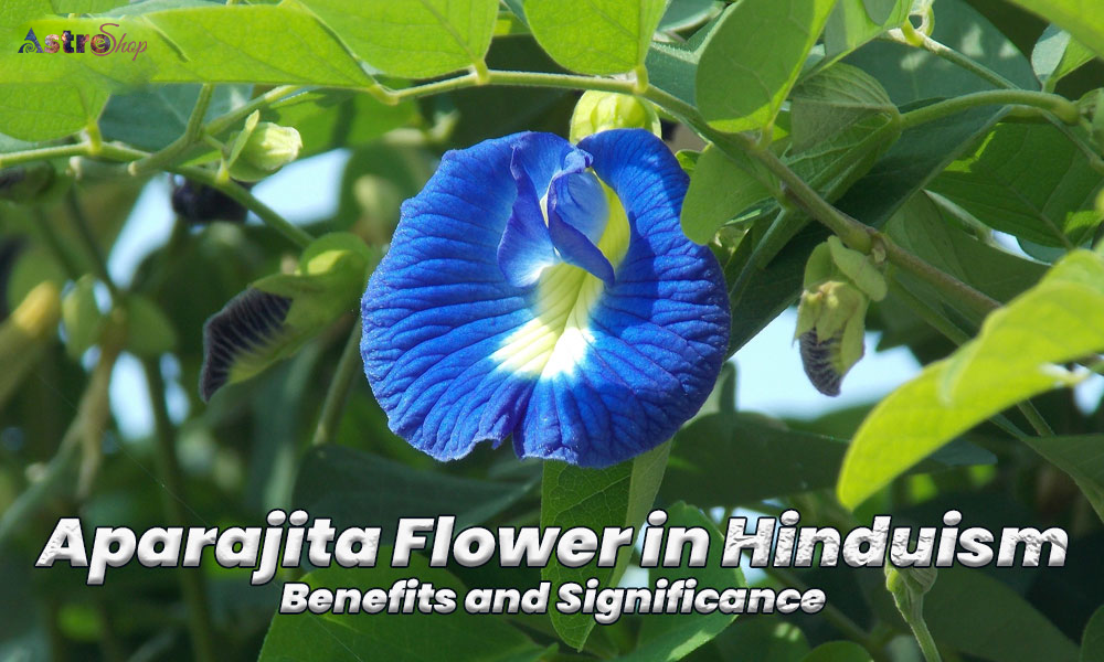 Aparajita Flower in Hinduism: Benefits and Significance